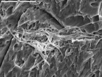Long smooth and fuzzy filaments, some branching, on crystal by M. Spilde and Leslie Melim