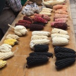 Facilitating & Sharing Community-Based Research through Seed Saving Initiatives in Rural Communities of Northern Ecuador