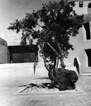 Worm's-eye view of southern exterior main entrance including juniper tree landscaping. by University of New Mexico School of Law