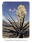 Caption: The state flower of New Mexico, the yucca. by University of New Mexico School of Law