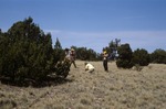 Mesita de los Ladrones (10).tif by USDA Forest Service