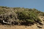 San Francisco Peaks (7).tif by USDA Forest Service