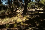 Largo Mesa (4).tif by USDA Forest Service