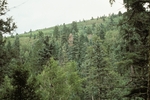 Canada Bonito (6).jpg by USDA Forest Service