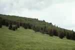 Canada Bonito (5).jpg by USDA Forest Service