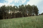 Canada Bonito (2).jpg by USDA Forest Service
