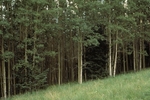 Canada Bonito (3).jpg by USDA Forest Service